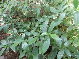 Nilgirianthus ciliatus fullplant2.jpg